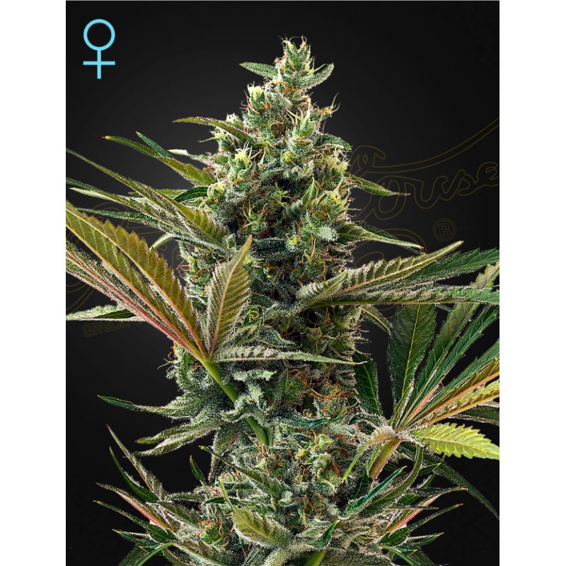 SUPER LEMON HAZE AUTO CBD · Green House Seeds · cannabis seeds · Fem