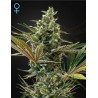 SUPER LEMON HAZE AUTO CBD · Green House Seeds · kenevir tohum · Disi · Fem