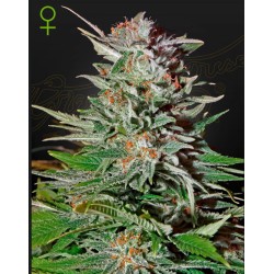 SUPER LEMON HAZE AUTO · Green House Seeds · kenevir tohum · Disi · AutoFem