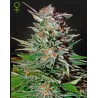 SUPER LEMON HAZE AUTO · Green House Seeds · kenevir tohum · Disi · AutoFem