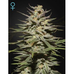 SUPER LEMON HAZE CBD · Green House Seeds · kenevir tohum · Disi · Fem