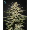 SUPER LEMON HAZE CBD · Green House Seeds · kenevir tohum · Disi · Fem