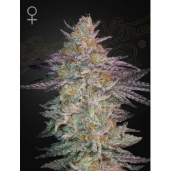 SUPER LEMON HAZE X GMO · Green House Seeds · cannabis seeds · Fem