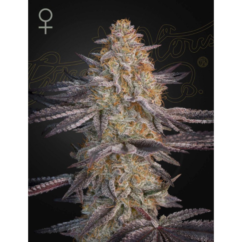 SUPER LEMON HAZE X RS11 · Green House Seeds · kenevir tohumu · Disi · Fem