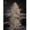 SUPER LEMON HAZE X RS11 · Green House Seeds · cannabis seeds · Fem