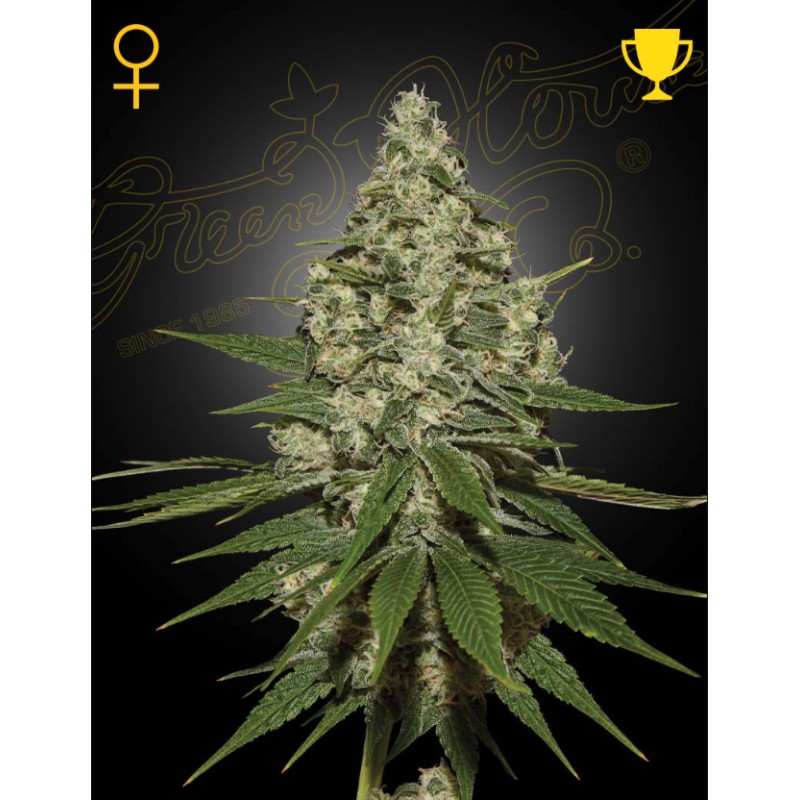 SUPER LEMON HAZE · Green House Seeds · cannabis seeds · Fem