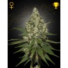 SUPER LEMON HAZE · Green House Seeds · cannabis seeds · Fem