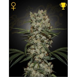 SUPER SILVER HAZE · Green House Seeds · kenevir tohum · Disi · Fem
