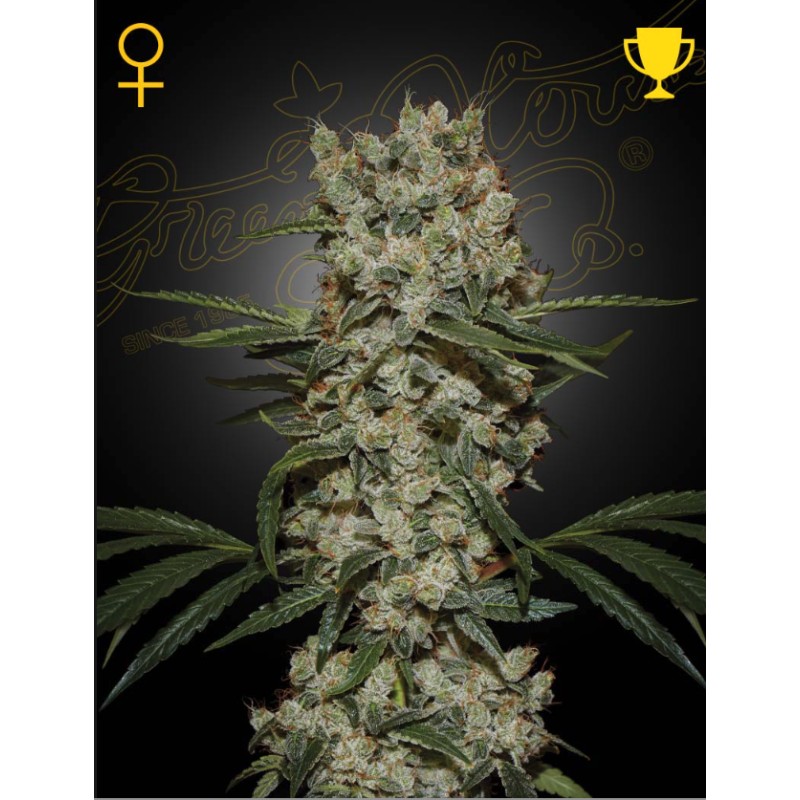 SUPER SILVER HAZE · Green House Seeds · cannabis seeds · Fem