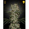 SUPER SILVER HAZE · Green House Seeds · cannabis seeds · Fem