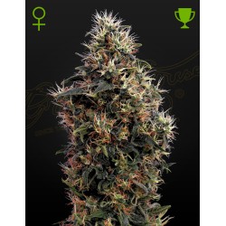 SWEET MANGO AUTO · Green House Seeds · cannabis seeds · AutoFem
