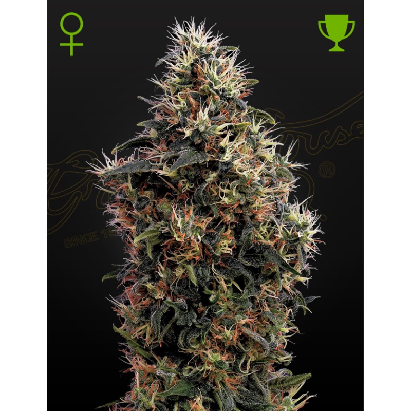 SWEET MANGO AUTO · Green House Seeds · kenevir tohum · Disi · AutoFem