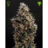 SWEET MANGO AUTO · Green House Seeds · kenevir tohum · Disi · AutoFem