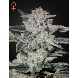 SWEET VALLEY KUSH · Green House Seeds · cannabis seeds · Fem
