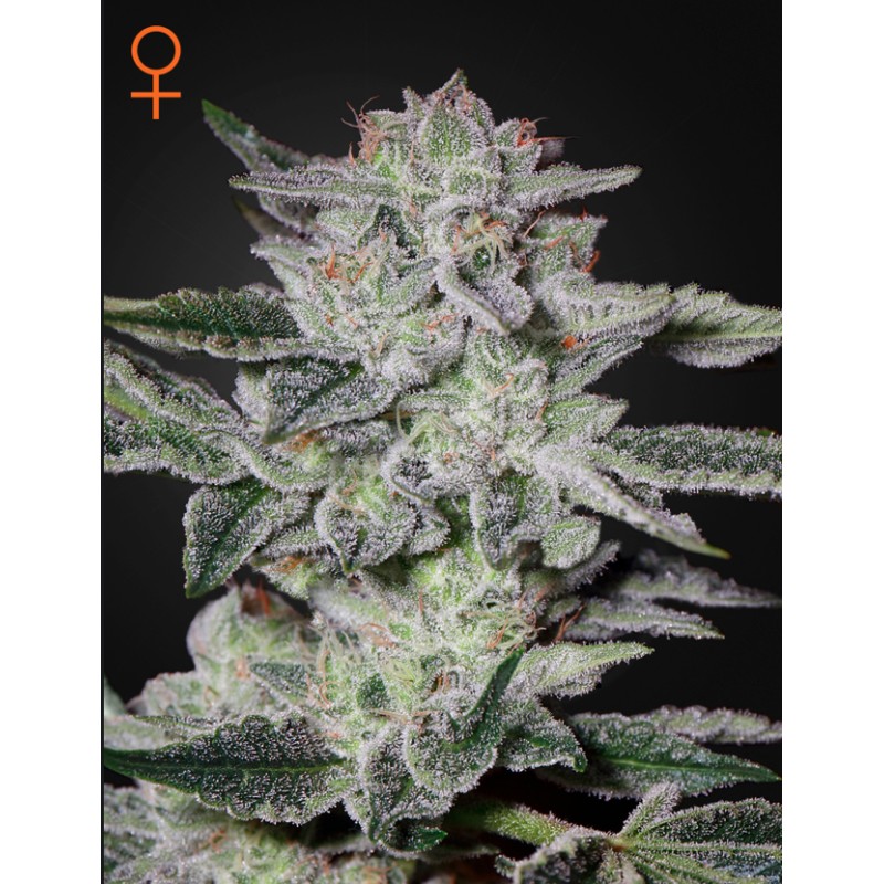SWEET VALLEY KUSH · Green House Seeds · kevenir tohum · Disi · Fem