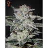 SWEET VALLEY KUSH · Green House Seeds · cannabis seeds · Fem