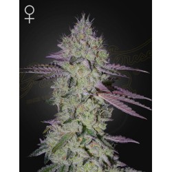 TARTE TATIN · Green House Seeds · cannabis seeds · Fem