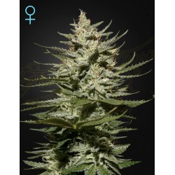 THE CHURCH CBD · Green House Seeds · kenevir tohum · Disi · Fem