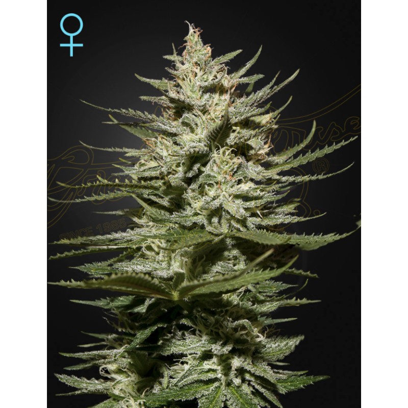 THE CHURCH CBD · Green House Seeds · cannabis seeds · Fem