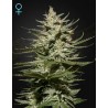 THE CHURCH CBD · Green House Seeds · cannabis seeds · Fem