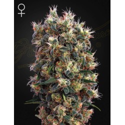 THE CHURCH · Green House Seeds · kenevir tohum · Disi · Fem