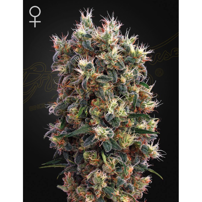 THE CHURCH · Green House Seeds · cannabis seeds · Fem