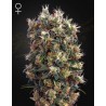 THE CHURCH · Green House Seeds · kenevir tohum · Disi · Fem