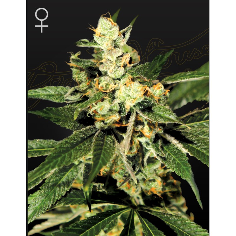 TRAIN WRECK · Green House Seeds · kenevir tohum · Disi · Fem