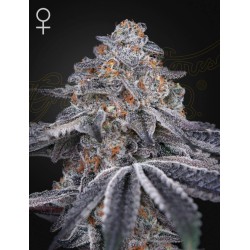 VELVET MOON · Green House Seeds · cannabis seeds · Fem