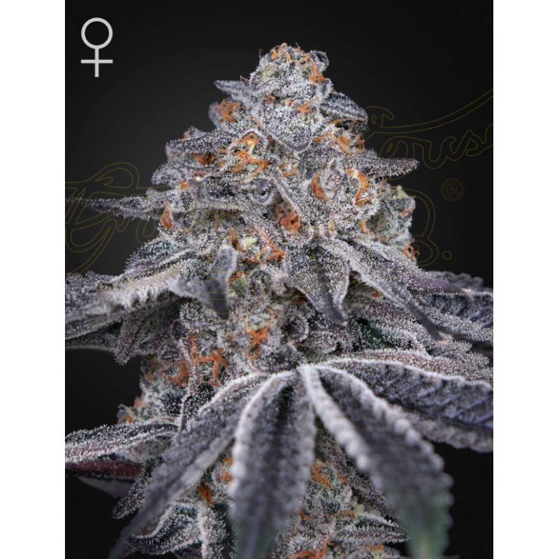 VELVET MOON · Green House Seeds · kenevir tohum · Disi · Fem