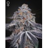 VELVET MOON · Green House Seeds · cannabis seeds · Fem