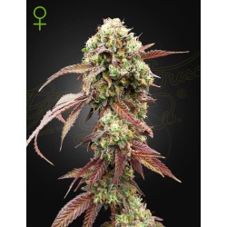 WEST COAST OG X GELATO 41 AUTO · Green House Seeds · cannabis seeds · Auto Fem