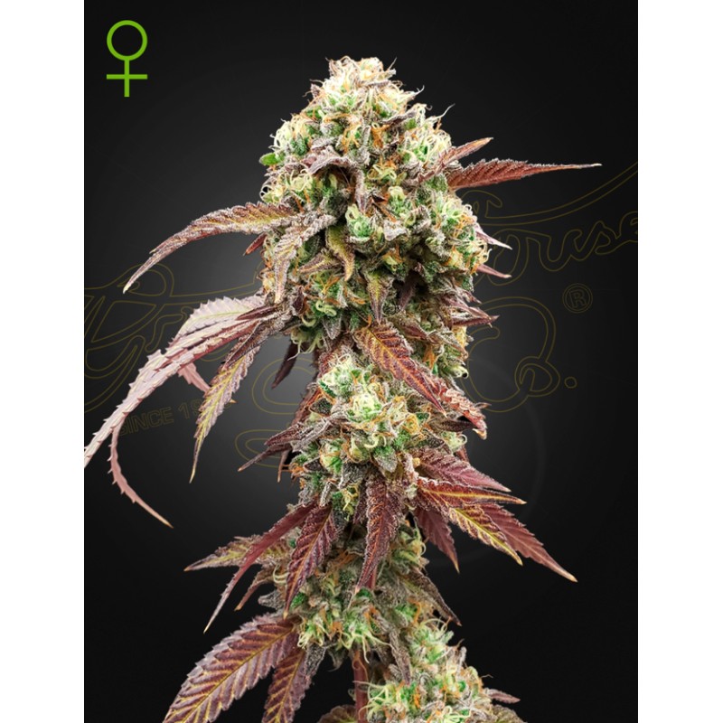 WEST COAST OG X GELATO 41 AUTO · Green House Seeds · kenevir tohum · Disi · Auto Fem