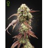 WEST COAST OG X GELATO 41 AUTO · Green House Seeds · kenevir tohum · Disi · Auto Fem