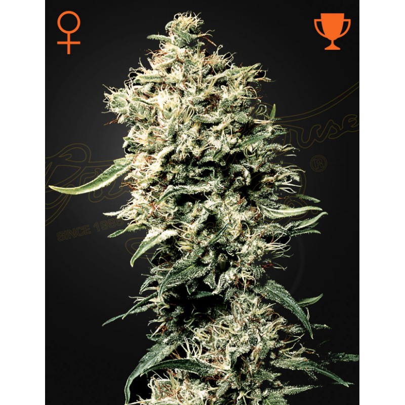 WHITE RHINO · Green House Seeds · kenevir tohum · Disi · Fem
