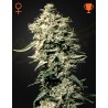 WHITE RHINO · Green House Seeds · kenevir tohum · Disi · Fem