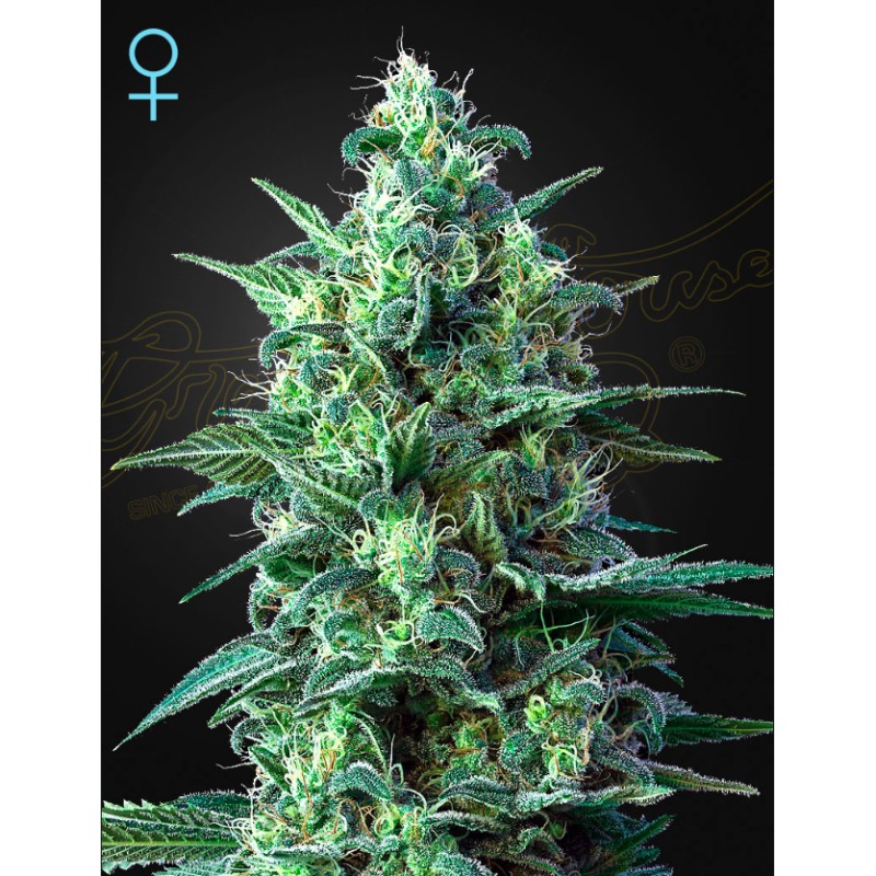 WHITE WIDOW AUTO CBD · Green House Seeds · Green House Seeds · kenevir tohum · Disi · AutoFem