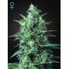 WHITE WIDOW AUTO CBD · Green House Seeds · Green House Seeds · kenevir tohum · Disi · AutoFem