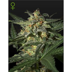 WHITE WIDOW AUTO · Green House Seeds · cannabis seeds · AutoFem