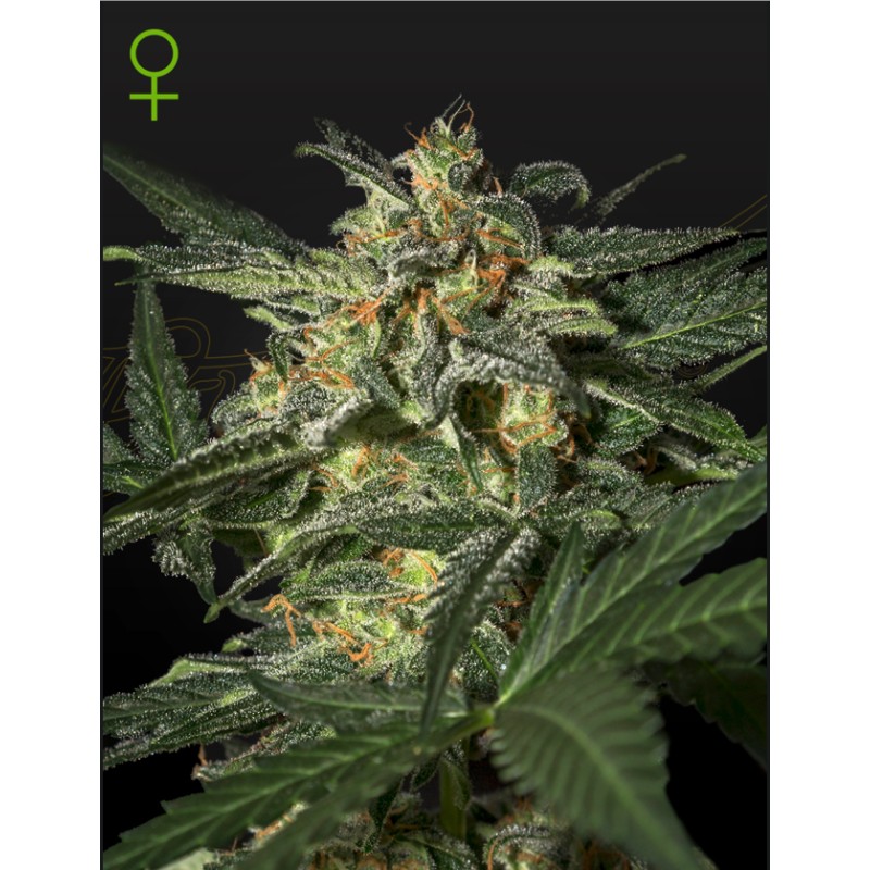 WHITE WIDOW AUTO · Green House Seeds · kenevir tohum · Disi · AutoFem