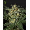 WHITE WIDOW AUTO · Green House Seeds · kenevir tohum · Disi · AutoFem