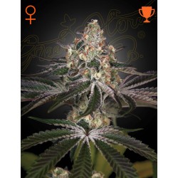 WHITE WIDOW · Green House Seeds · kenevir tohum · Disi · Fem