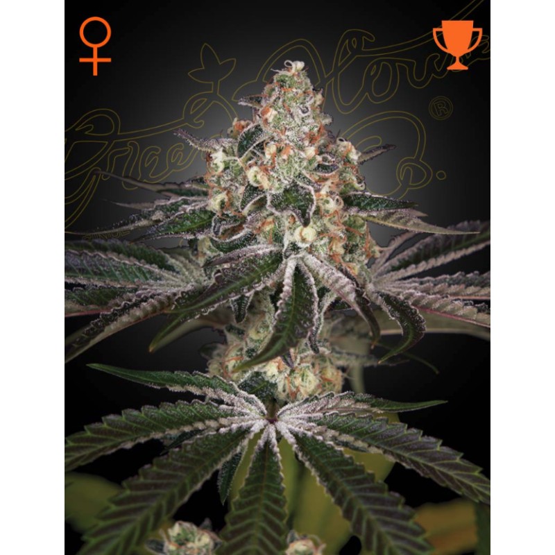 WHITE WIDOW · Green House Seeds · cannabis seeds · Fem