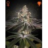 WHITE WIDOW · Green House Seeds · kenevir tohum · Disi · Fem