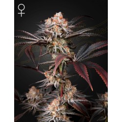 WONDER PIE · Green House Seeds · kenevir tohum · Disi · Fem