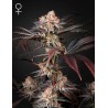 WONDER PIE · Green House Seeds · kenevir tohum · Disi · Fem