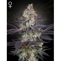 ZTRAWBERRY · Green House Seeds · cannabis seeds · Fem