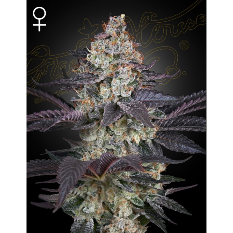 ZTRAWBERRY · Green House Seeds · kenevir tohum · Disi · Fem