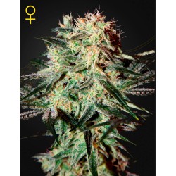 ARJAN'S STRAWBERRY HAZE · Green House Seeds · cannabis seeds · Fem