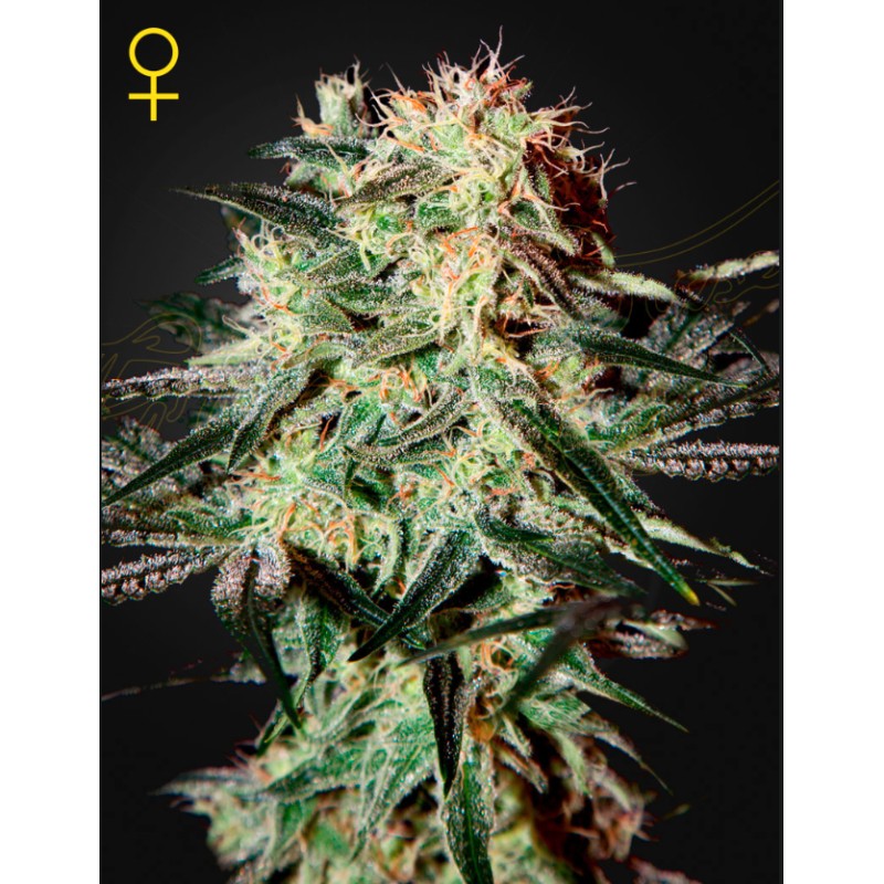 ARJAN'S STRAWBERRY HAZE · Green House Seeds · kenevir tohum · Disi · Fem